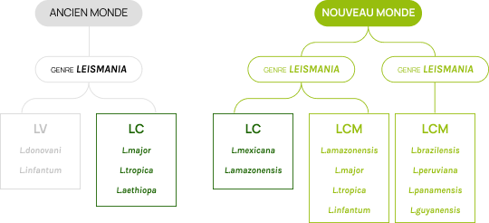 schema pathologie